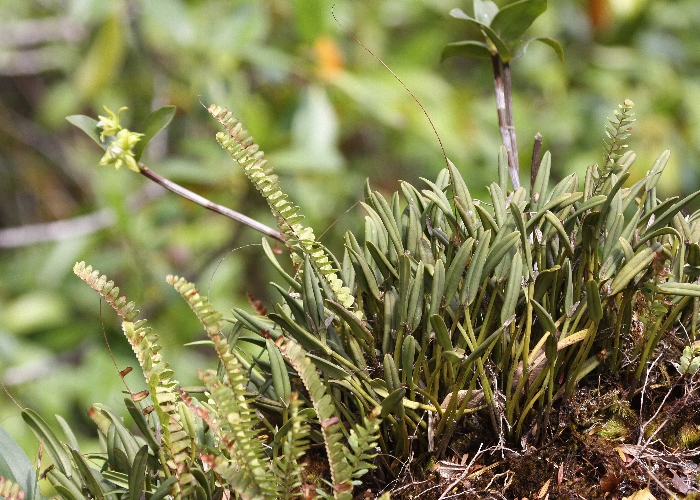 North Queensland Plants Orchidaceae